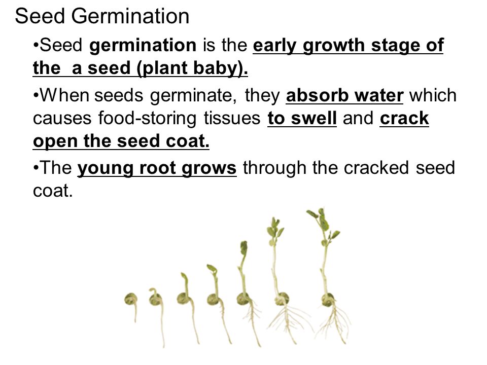 seed germination lab report introduction